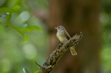 Bu kuş muhtemelen açık kahverengi ve grimsi yeşil tüyleri, kısa bir gagası ve bir dala konmuş soluk renkli göz halkası olan bir sinek yakalayıcı türüdür..