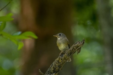 Bu kuş muhtemelen açık kahverengi ve grimsi yeşil tüyleri, kısa bir gagası ve bir dala konmuş soluk renkli göz halkası olan bir sinek yakalayıcı türüdür..