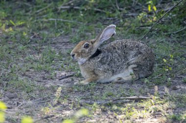 Bir Hint tavşanı yerde dinlenirken görülüyor. Bu orta büyüklükteki tavşan uzun kulaklara, büyük gözlere ve doğal yaşam alanına uyum sağlayan kahverengimsi-gri bir cekete sahiptir..