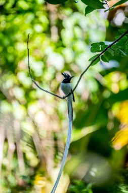 Yeşil yapraklarla çevrili, uzun beyaz kuyruklu ve armalı bir Hint cennet sinekkapanı..