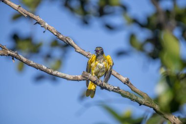 Kara başlıklı Oriole (Oriolus xanthornus), siyah başlı, boğaz, kanat ve kırmızı gagalı canlı sarı bir kuştur. Bu tür tropikal güney Asya 'da bulunur.