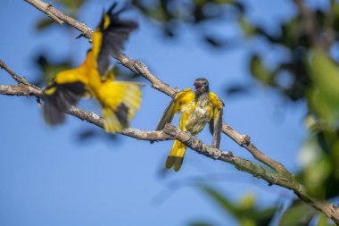 Kara başlıklı Oriole (Oriolus xanthornus), siyah başlı, boğaz, kanat ve kırmızı gagalı canlı sarı bir kuştur. Bu tür tropikal güney Asya 'da bulunur.