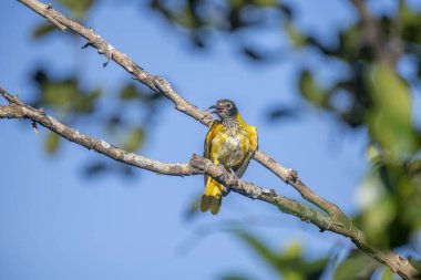 Kara başlıklı Oriole (Oriolus xanthornus), siyah başlı, boğaz, kanat ve kırmızı gagalı canlı sarı bir kuştur. Bu tür tropikal güney Asya 'da bulunur.