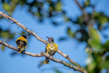 Kara başlıklı Oriole (Oriolus xanthornus), siyah başlı, boğaz, kanat ve kırmızı gagalı canlı sarı bir kuştur. Bu tür tropikal güney Asya 'da bulunur.
