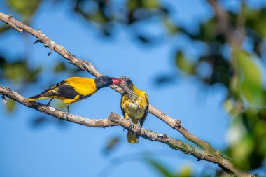 Kara başlıklı Oriole (Oriolus xanthornus), siyah başlı, boğaz, kanat ve kırmızı gagalı canlı sarı bir kuştur. Bu tür tropikal güney Asya 'da bulunur.