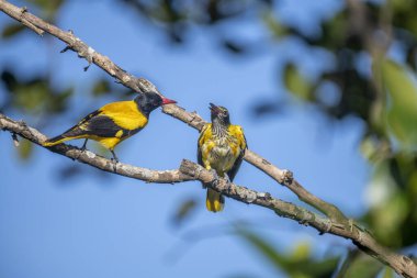 Kara başlıklı Oriole (Oriolus xanthornus), siyah başlı, boğaz, kanat ve kırmızı gagalı canlı sarı bir kuştur. Bu tür tropikal güney Asya 'da bulunur.
