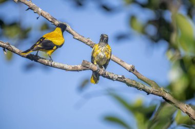 Kara başlıklı Oriole (Oriolus xanthornus), siyah başlı, boğaz, kanat ve kırmızı gagalı canlı sarı bir kuştur. Bu tür tropikal güney Asya 'da bulunur.