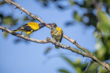Kara başlıklı Oriole (Oriolus xanthornus), siyah başlı, boğaz, kanat ve kırmızı gagalı canlı sarı bir kuştur. Bu tür tropikal güney Asya 'da bulunur.