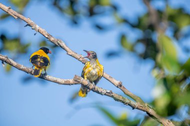 Kara başlıklı Oriole (Oriolus xanthornus), siyah başlı, boğaz, kanat ve kırmızı gagalı canlı sarı bir kuştur. Bu tür tropikal güney Asya 'da bulunur.