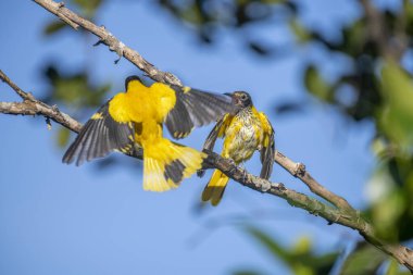 Kara başlıklı Oriole (Oriolus xanthornus), siyah başlı, boğaz, kanat ve kırmızı gagalı canlı sarı bir kuştur. Bu tür tropikal güney Asya 'da bulunur.