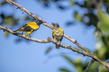 Kara başlıklı Oriole (Oriolus xanthornus), siyah başlı, boğaz, kanat ve kırmızı gagalı canlı sarı bir kuştur. Bu tür tropikal güney Asya 'da bulunur.