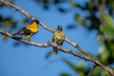 Kara başlıklı Oriole (Oriolus xanthornus), siyah başlı, boğaz, kanat ve kırmızı gagalı canlı sarı bir kuştur. Bu tür tropikal güney Asya 'da bulunur.
