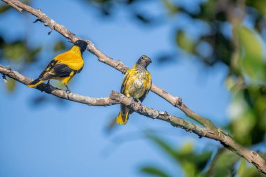 Kara başlıklı Oriole (Oriolus xanthornus), siyah başlı, boğaz, kanat ve kırmızı gagalı canlı sarı bir kuştur. Bu tür tropikal güney Asya 'da bulunur.
