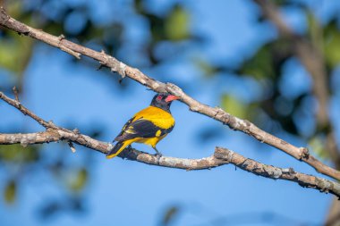 Kara başlıklı Oriole (Oriolus xanthornus), siyah başlı, boğaz, kanat ve kırmızı gagalı canlı sarı bir kuştur. Bu tür tropikal güney Asya 'da bulunur.