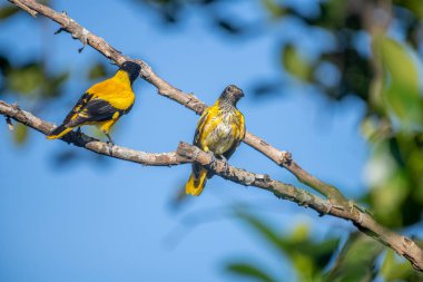 Kara başlıklı Oriole (Oriolus xanthornus), siyah başlı, boğaz, kanat ve kırmızı gagalı canlı sarı bir kuştur. Bu tür tropikal güney Asya 'da bulunur.