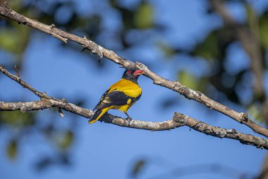 Kara başlıklı Oriole (Oriolus xanthornus), siyah başlı, boğaz, kanat ve kırmızı gagalı canlı sarı bir kuştur. Bu tür tropikal güney Asya 'da bulunur.