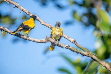 Kara başlıklı Oriole (Oriolus xanthornus), siyah başlı, boğaz, kanat ve kırmızı gagalı canlı sarı bir kuştur. Bu tür tropikal güney Asya 'da bulunur.