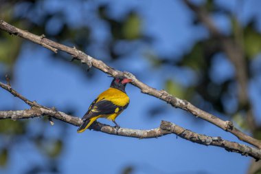 Kara başlıklı Oriole (Oriolus xanthornus), siyah başlı, boğaz, kanat ve kırmızı gagalı canlı sarı bir kuştur. Bu tür tropikal güney Asya 'da bulunur.