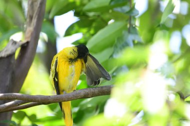 Kara başlıklı Oriole (Oriolus xanthornus) parlak sarı gövdeli, koyu siyah başlıklı ve Asya 'da yaygın olarak bulunan pembemsi kırmızı gagalı bir kuş türüdür..