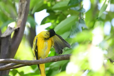 Kara başlıklı Oriole (Oriolus xanthornus) parlak sarı gövdeli, koyu siyah başlıklı ve Asya 'da yaygın olarak bulunan pembemsi kırmızı gagalı bir kuş türüdür..