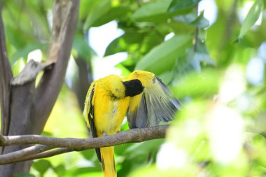 Kara başlıklı Oriole (Oriolus xanthornus) parlak sarı gövdeli, koyu siyah başlıklı ve Asya 'da yaygın olarak bulunan pembemsi kırmızı gagalı bir kuş türüdür..