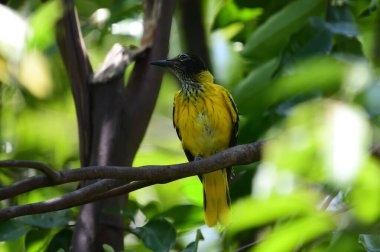 Kara başlıklı Oriole (Oriolus xanthornus) parlak sarı gövdeli, koyu siyah başlıklı ve Asya 'da yaygın olarak bulunan pembemsi kırmızı gagalı bir kuş türüdür..