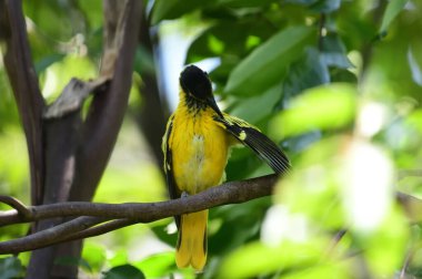 Kara başlıklı Oriole (Oriolus xanthornus) parlak sarı gövdeli, koyu siyah başlıklı ve Asya 'da yaygın olarak bulunan pembemsi kırmızı gagalı bir kuş türüdür..