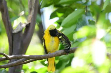 Kara başlıklı Oriole (Oriolus xanthornus) parlak sarı gövdeli, koyu siyah başlıklı ve Asya 'da yaygın olarak bulunan pembemsi kırmızı gagalı bir kuş türüdür..