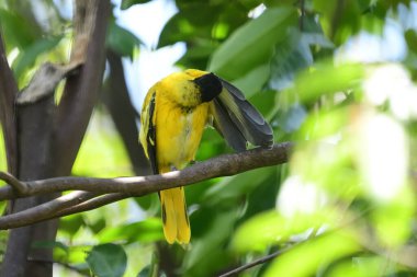 Kara başlıklı Oriole (Oriolus xanthornus) parlak sarı gövdeli, koyu siyah başlıklı ve Asya 'da yaygın olarak bulunan pembemsi kırmızı gagalı bir kuş türüdür..