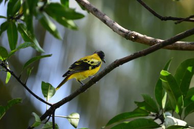 Kara başlıklı Oriole (Oriolus xanthornus) parlak sarı gövdeli, koyu siyah başlıklı ve Asya 'da yaygın olarak bulunan pembemsi kırmızı gagalı bir kuş türüdür..