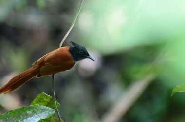 Kuş bir Hint cennet sinekkapanı. Bu erkek, paslı morfuyla, belirgin siyah ibikli bir kafaya ve uzun kırmızımsı kahverengi bir kuyruğa sahip..