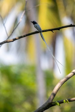 Kızılderili cennet sinekkapanı. Bu tür belirgin ibikli siyah başı, beyaz gövdesi ve uzun, akışkan kuyruk flamalarıyla tanınır..