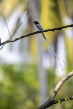 Kızılderili cennet sinekkapanı. Bu tür belirgin ibikli siyah başı, beyaz gövdesi ve uzun, akışkan kuyruk flamalarıyla tanınır..