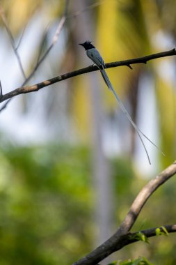 Kızılderili cennet sinekkapanı. Bu tür belirgin ibikli siyah başı, beyaz gövdesi ve uzun, akışkan kuyruk flamalarıyla tanınır..