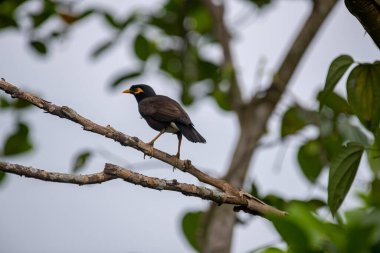 Bir Common Hill Myna, parlak siyah bir kuş canlı sarı gagalı ve bacakları ve yüzünde belirgin sarı gıdıları olan, bir dal üzerine tünemiş.
