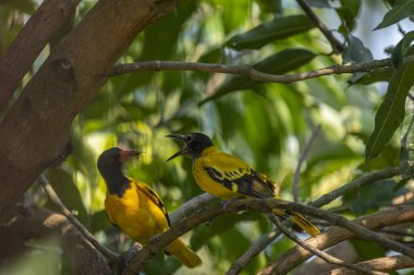 Bunlar siyah kapüşonlu iki kuş, parlak siyah başlıklı canlı sarı kuşlar ve yeşil yaprakların arasına tünemiş pembe gagalar..