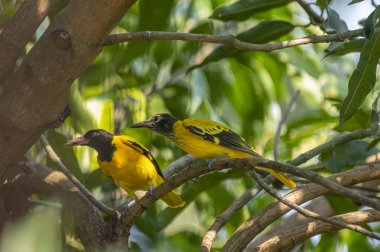 Bunlar siyah kapüşonlu iki kuş, parlak siyah başlıklı canlı sarı kuşlar ve yeşil yaprakların arasına tünemiş pembe gagalar..