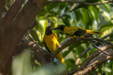 Bunlar siyah kapüşonlu iki kuş, parlak siyah başlıklı canlı sarı kuşlar ve yeşil yaprakların arasına tünemiş pembe gagalar..