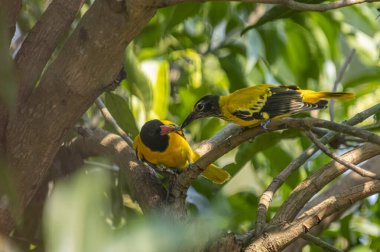 Bunlar siyah kapüşonlu iki kuş, parlak siyah başlıklı canlı sarı kuşlar ve yeşil yaprakların arasına tünemiş pembe gagalar..