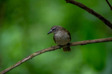 Beyaz kaşlı bülbül, beyaz alt parçaları, belirgin beyaz kaş çizgisi ve kuyruğunun altında sarı bir yama bulunan sade bir zeytin-kahverengi kuştur..