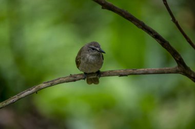 Beyaz kaşlı bülbül, beyaz alt parçaları, belirgin beyaz kaş çizgisi ve kuyruğunun altında sarı bir yama bulunan sade bir zeytin-kahverengi kuştur..