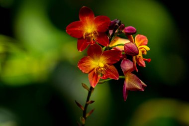 Parlak sarı merkezli canlı kırmızı-turuncu orkidelerden oluşan bir küme yemyeşil bir arka planda, ince, koyu bir sapla çiçek açar..
