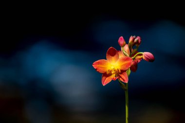 Parlak sarı merkezli canlı kırmızı-turuncu orkidelerden oluşan bir küme yemyeşil bir arka planda, ince, koyu bir sapla çiçek açar..