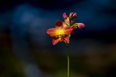 Parlak sarı merkezli canlı kırmızı-turuncu orkidelerden oluşan bir küme yemyeşil bir arka planda, ince, koyu bir sapla çiçek açar..
