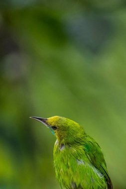 Fırfırlı tüylü küçük bir yaprak kuş, bulanık bir orman arka planına karşı ince kahverengi bir dala tünemiş..