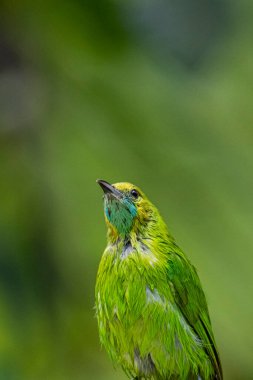 Fırfırlı tüylü küçük bir yaprak kuş, bulanık bir orman arka planına karşı ince kahverengi bir dala tünemiş..