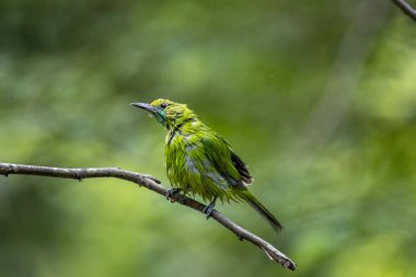Fırfırlı tüylü küçük bir yaprak kuş, bulanık bir orman arka planına karşı ince kahverengi bir dala tünemiş..