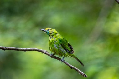 Fırfırlı tüylü küçük bir yaprak kuş, bulanık bir orman arka planına karşı ince kahverengi bir dala tünemiş..