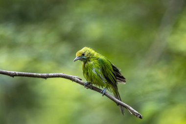 Fırfırlı tüylü küçük bir yaprak kuş, bulanık bir orman arka planına karşı ince kahverengi bir dala tünemiş..