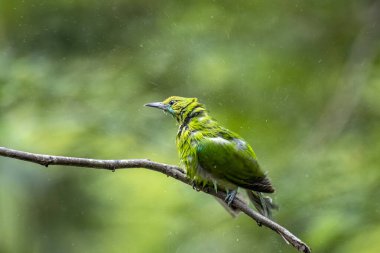 Fırfırlı tüylü küçük bir yaprak kuş, bulanık bir orman arka planına karşı ince kahverengi bir dala tünemiş..